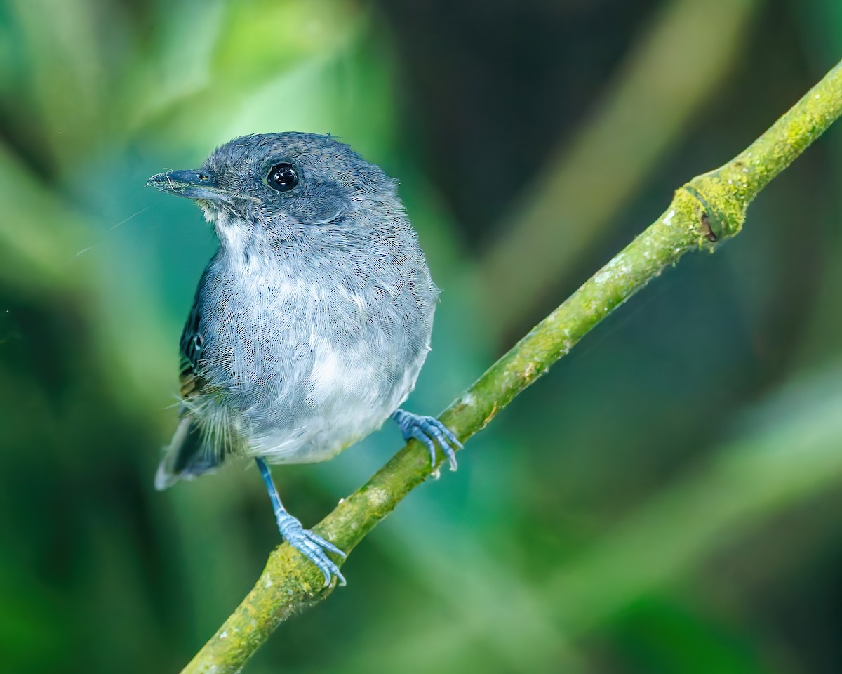 Plain Antvireo - ML647059998
