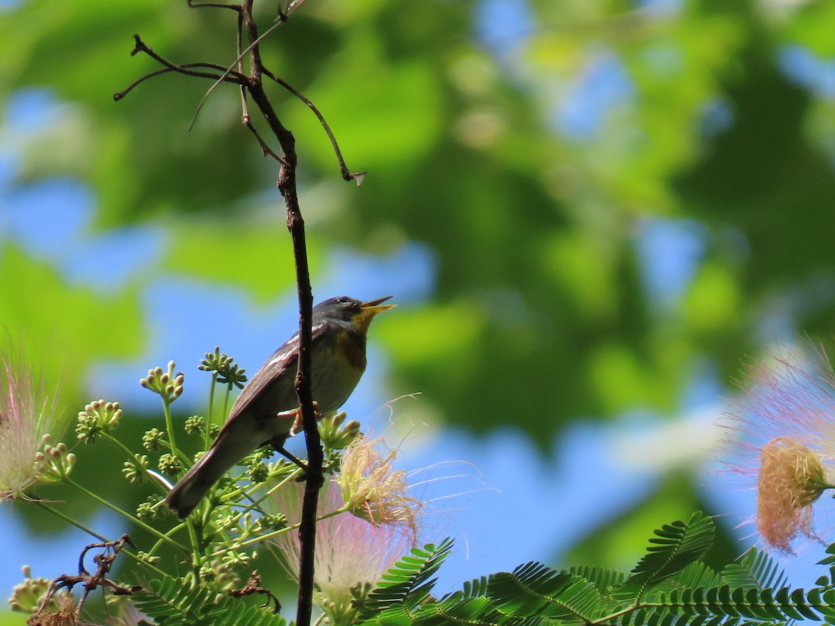 Northern Parula - ML647059999