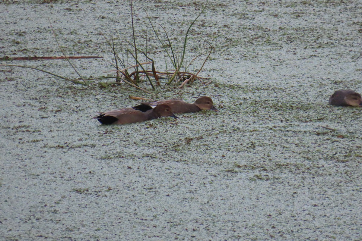 Gadwall - ML647060000