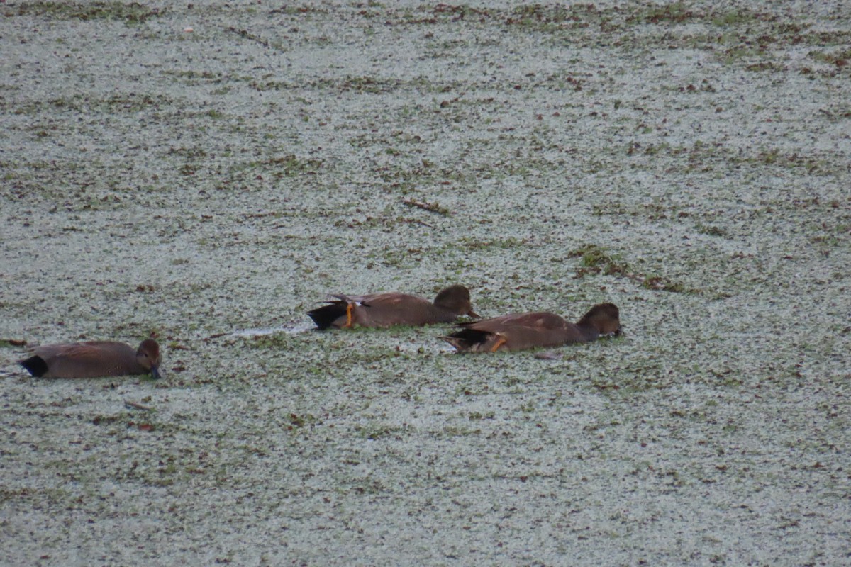 Gadwall - ML647060003