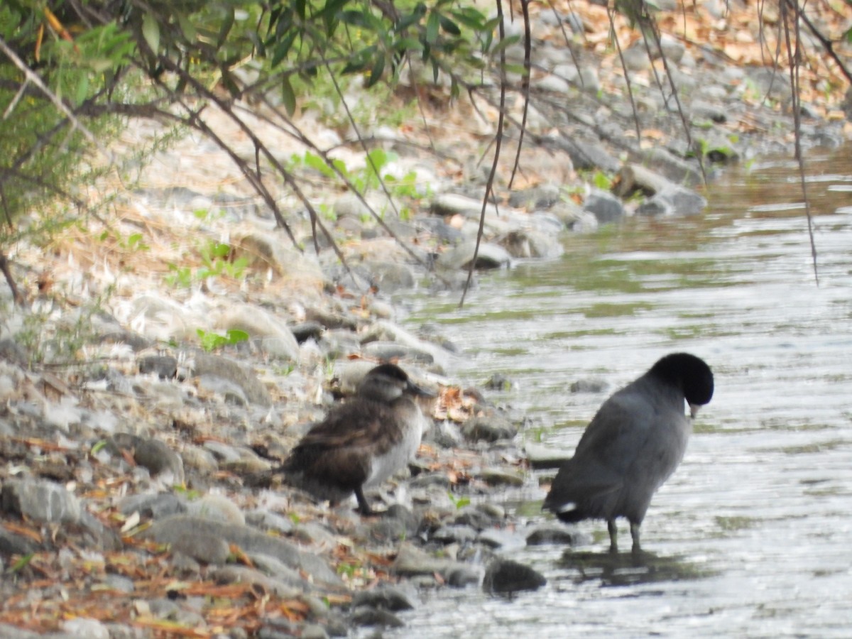 Gobbo della Giamaica - ML647060006