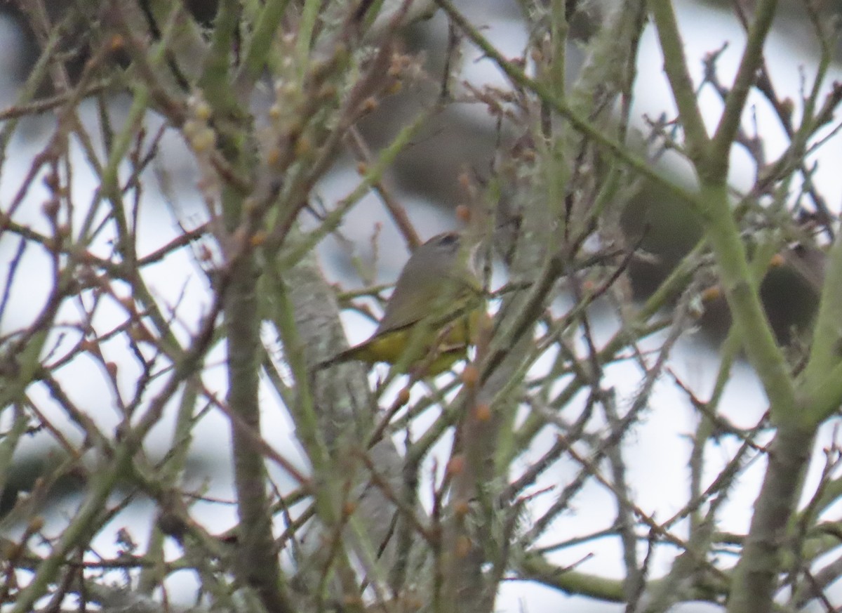 MacGillivray's Warbler - ML647060015