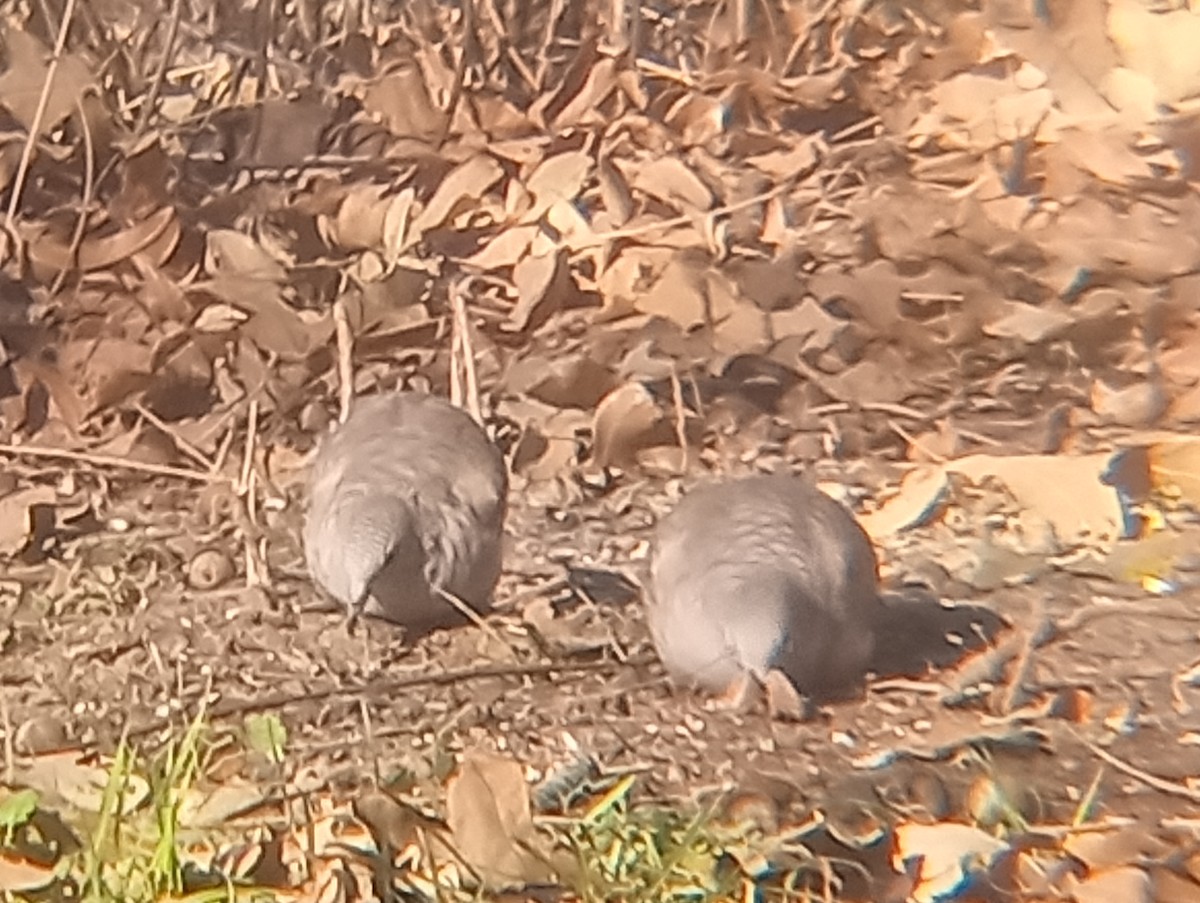 holoubek mexický - ML647060017