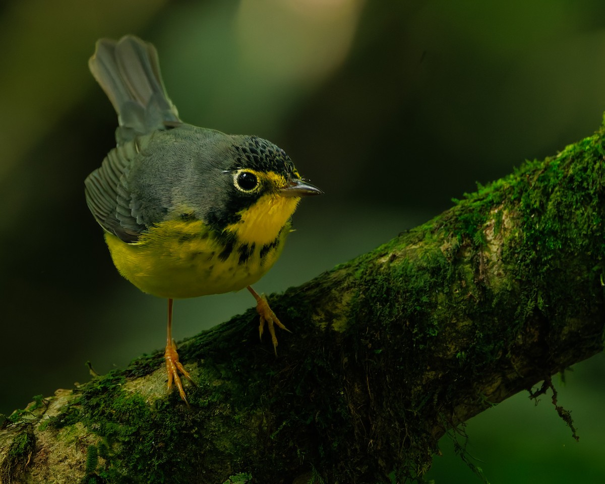 Paruline du Canada - ML647060018