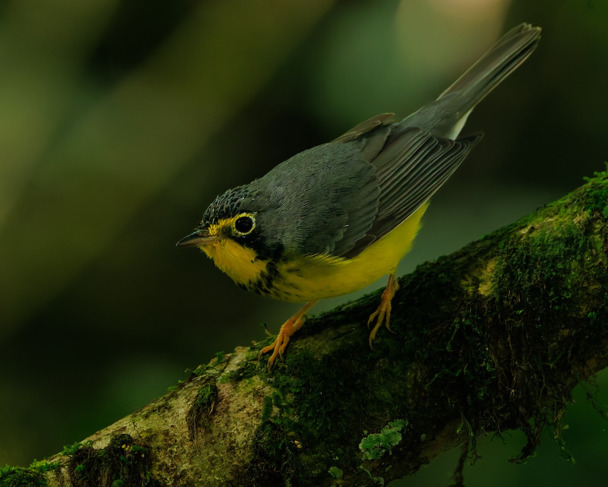 Paruline du Canada - ML647060020