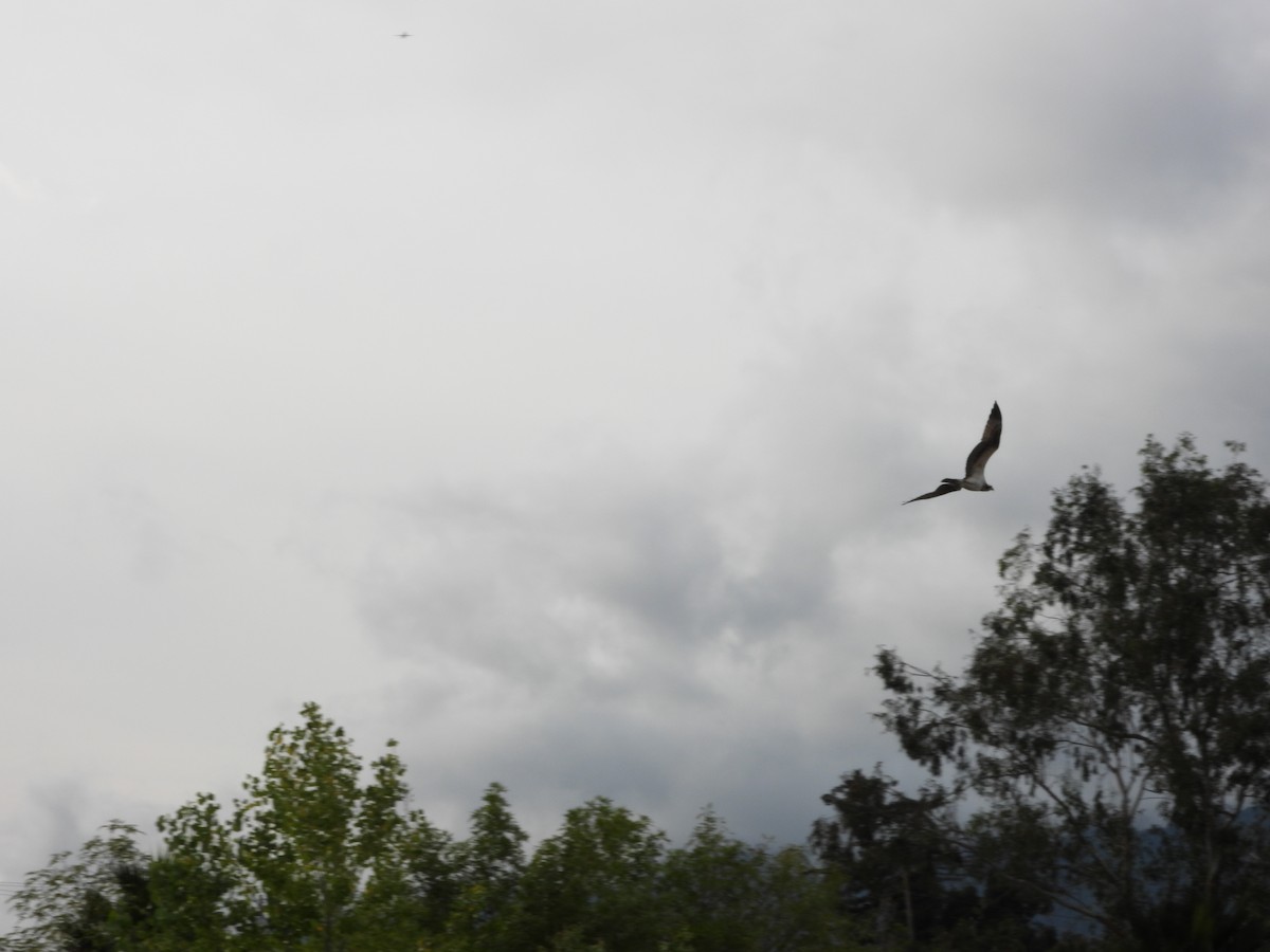 Скопа західна - ML647060025