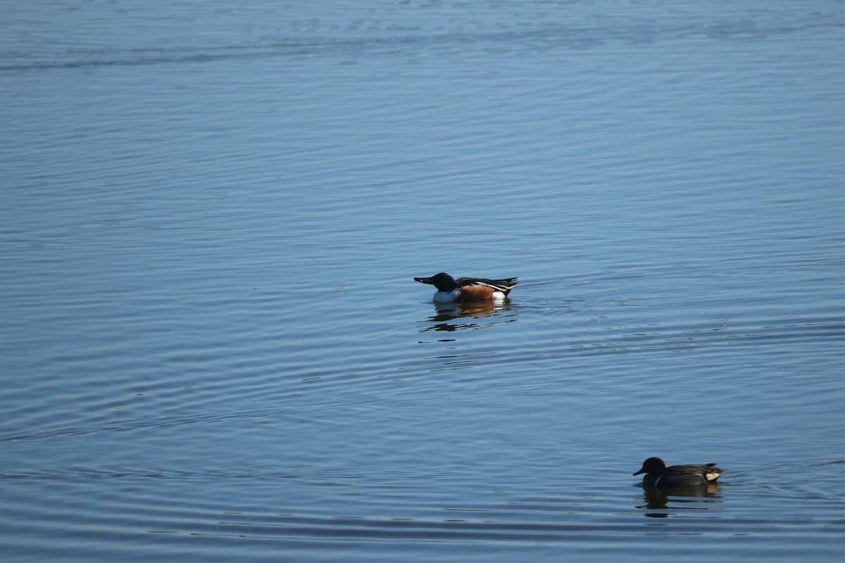 Northern Shoveler - ML647060028