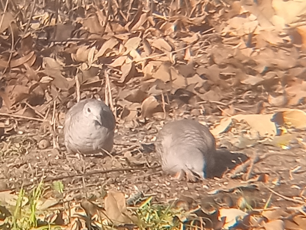 holoubek mexický - ML647060029