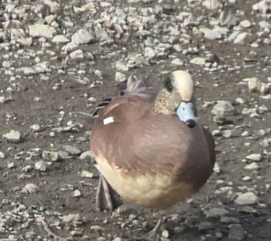 American Wigeon - ML647060031