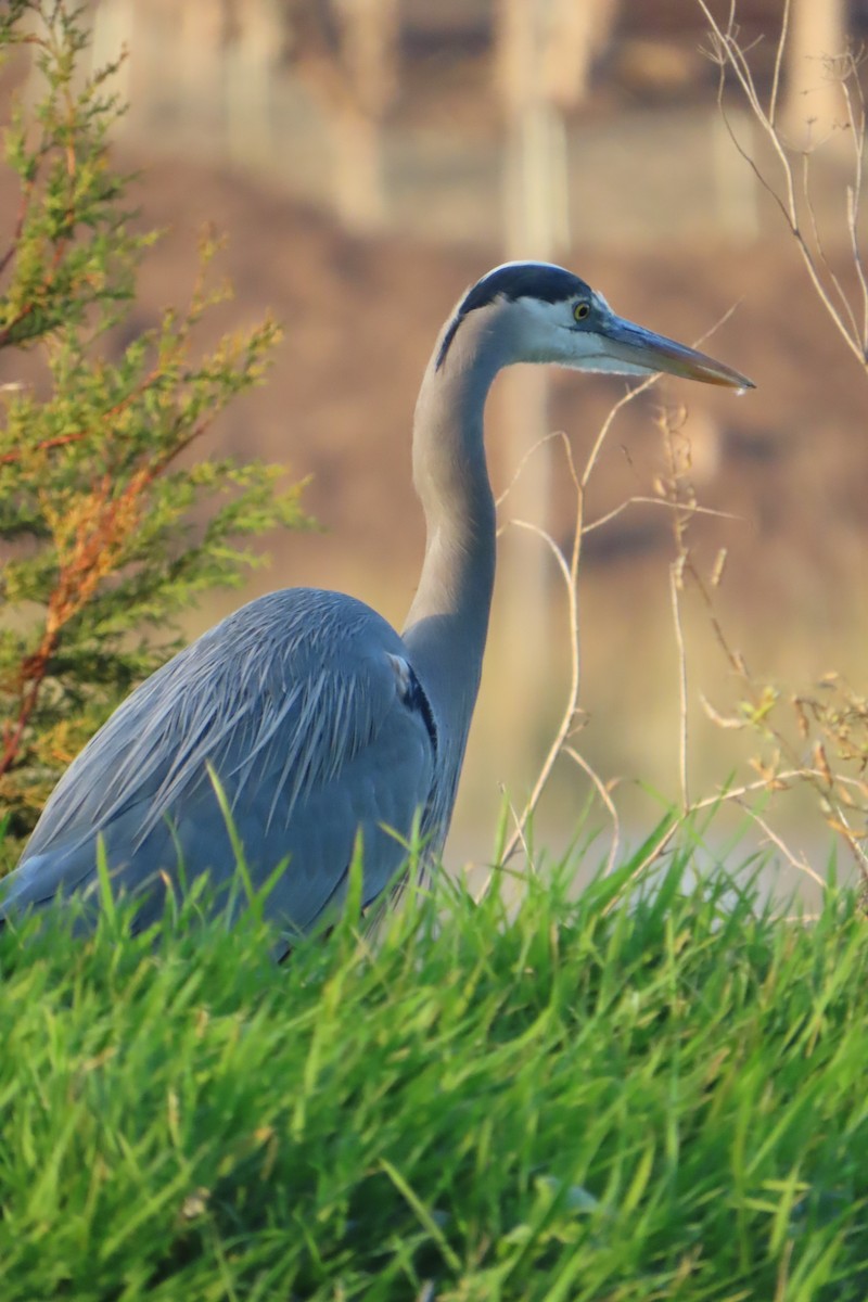 Great Blue Heron - ML647060032
