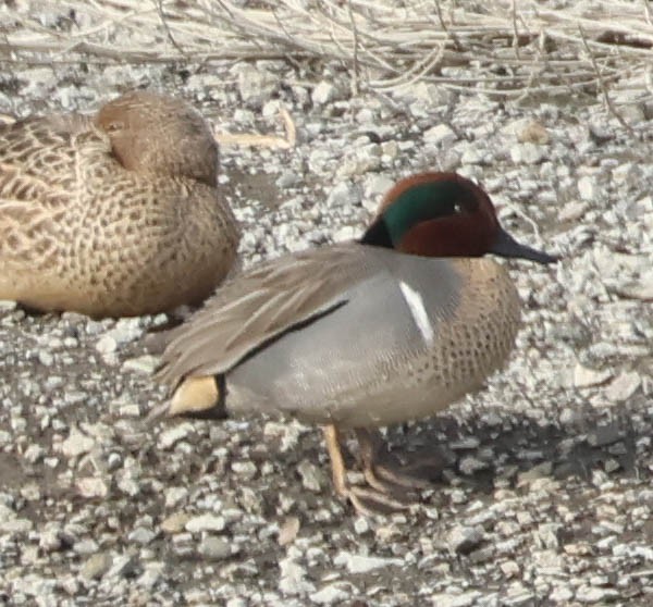 Green-winged Teal - ML647060033