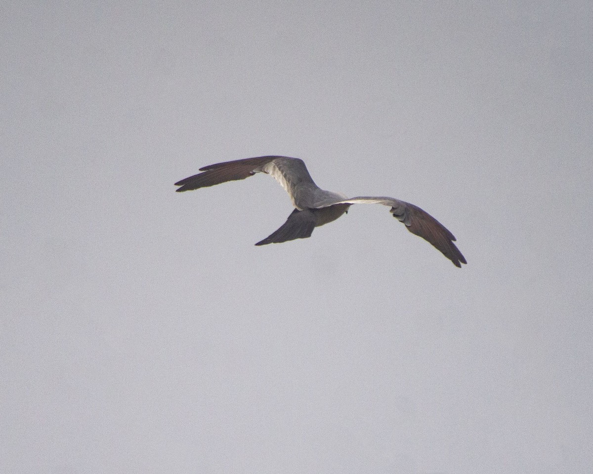 Mississippi Kite - ML647060036