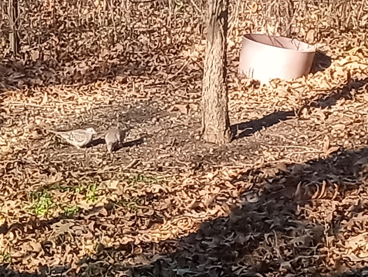 holoubek mexický - ML647060038