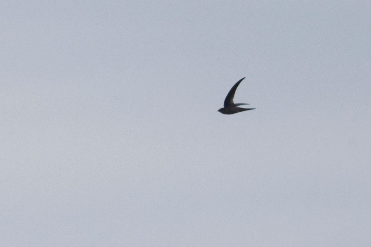 Asian Palm Swift - ML647060039