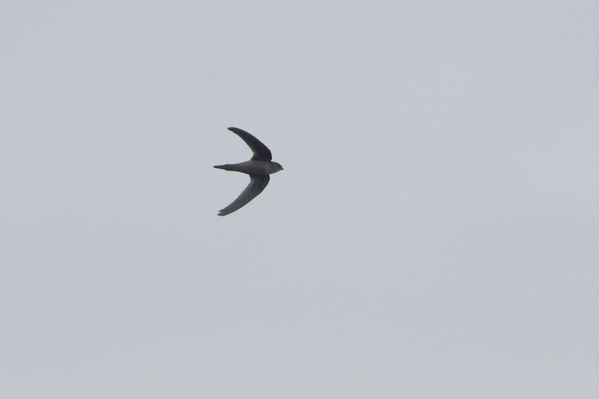 Asian Palm Swift - ML647060040