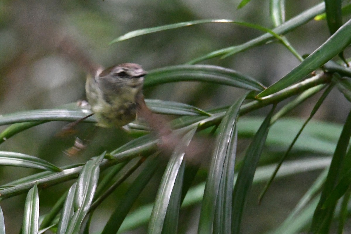 チャイロセンニョムシクイ - ML647060045