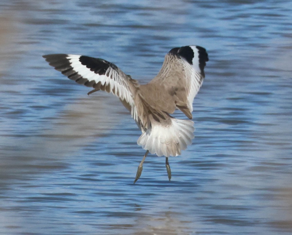 Willet - ML647060052