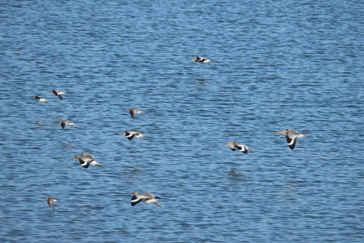 Willet - ML647060054