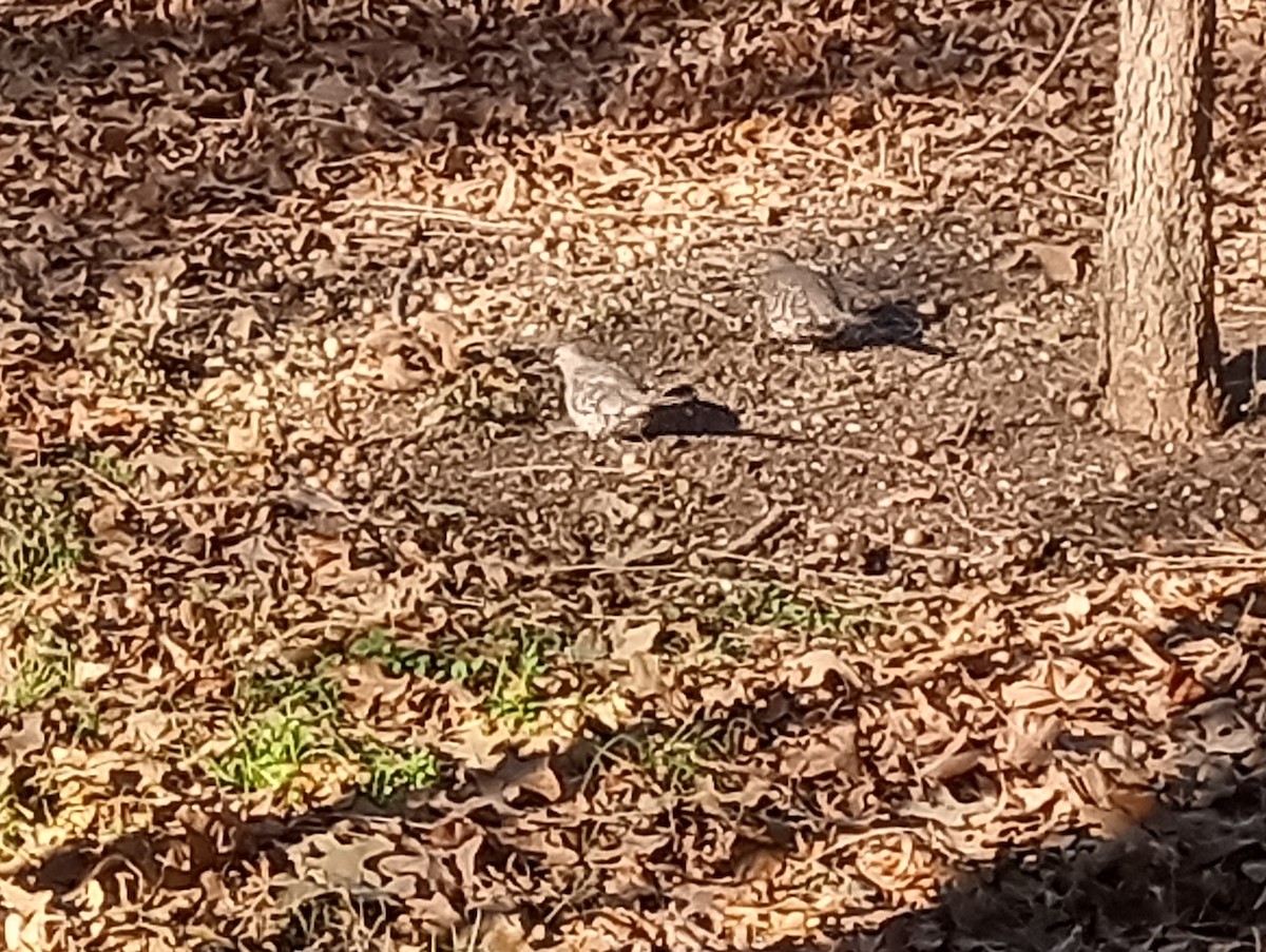 holoubek mexický - ML647060058