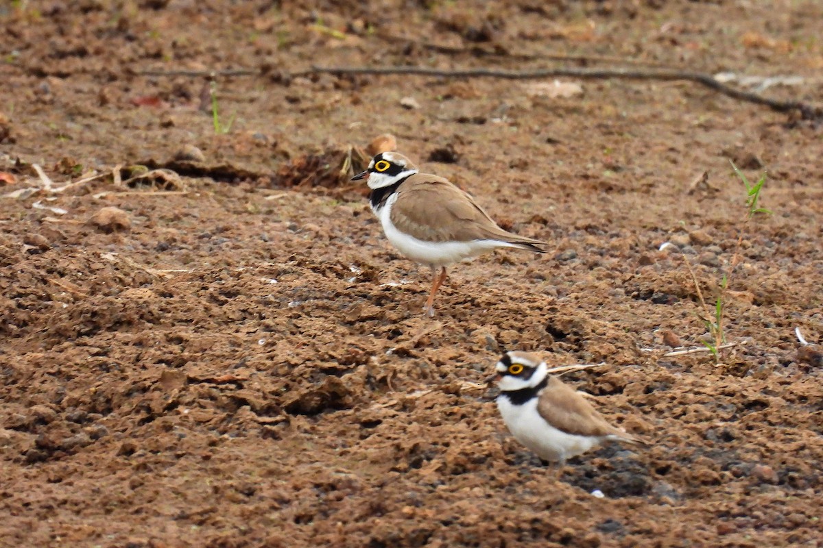 Little Ringed Plover - ML647060059
