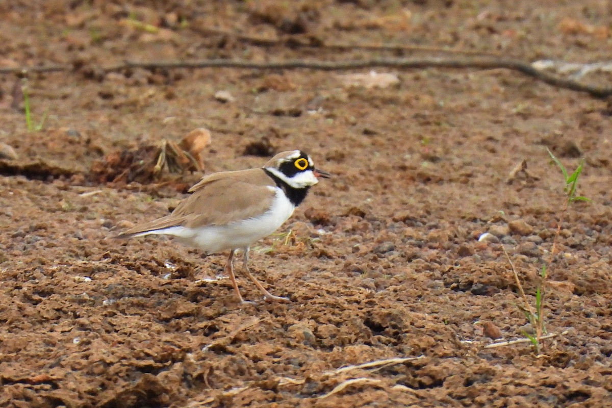 Little Ringed Plover - ML647060060