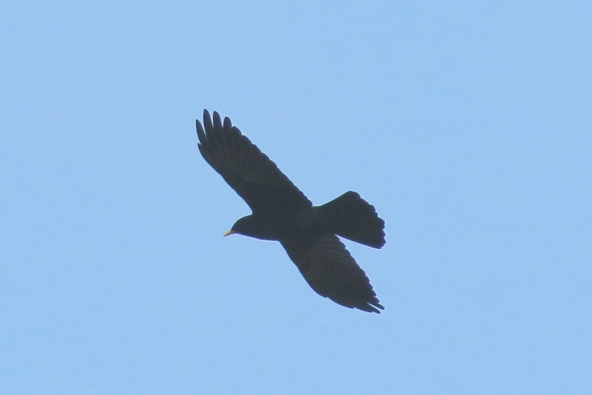 Yellow-billed Chough - ML647060063