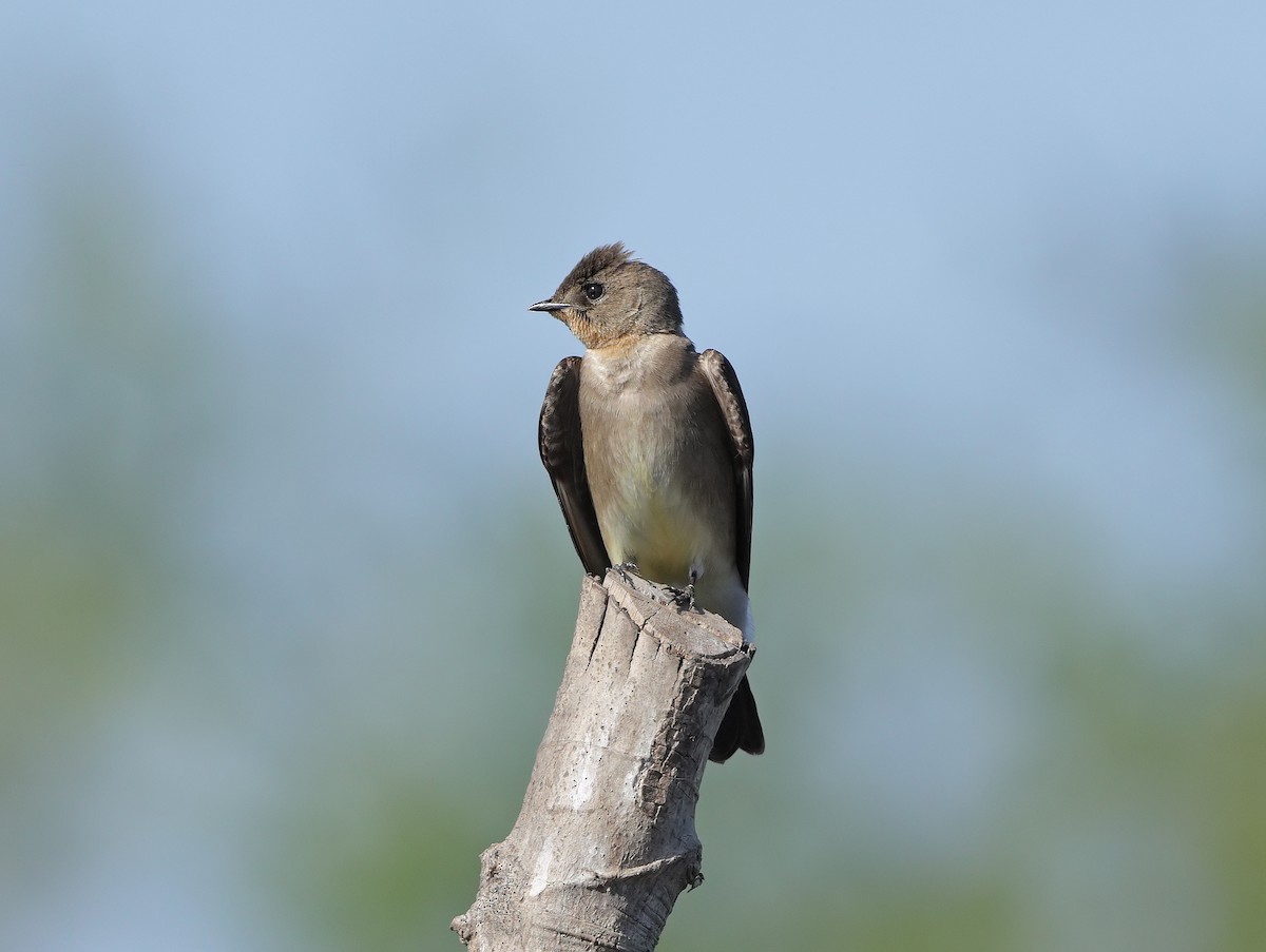 swallow sp. - ML647060067