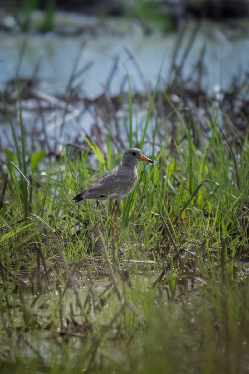 Gray-headed Lapwing - ML647060069