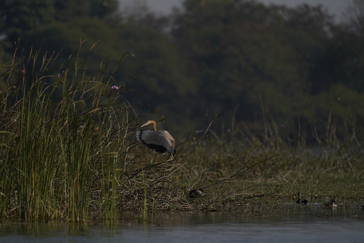 Purple Heron - ML647060071