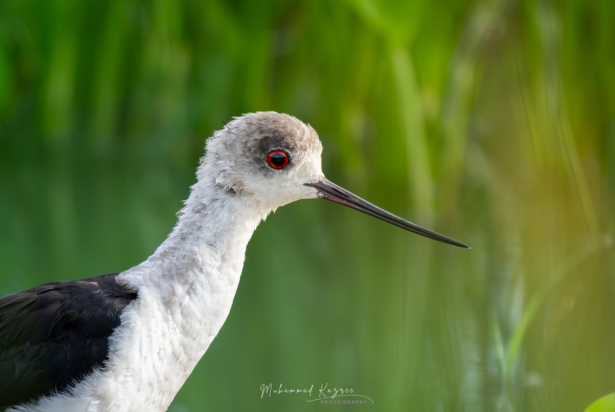 Black-winged Stilt - ML647060072