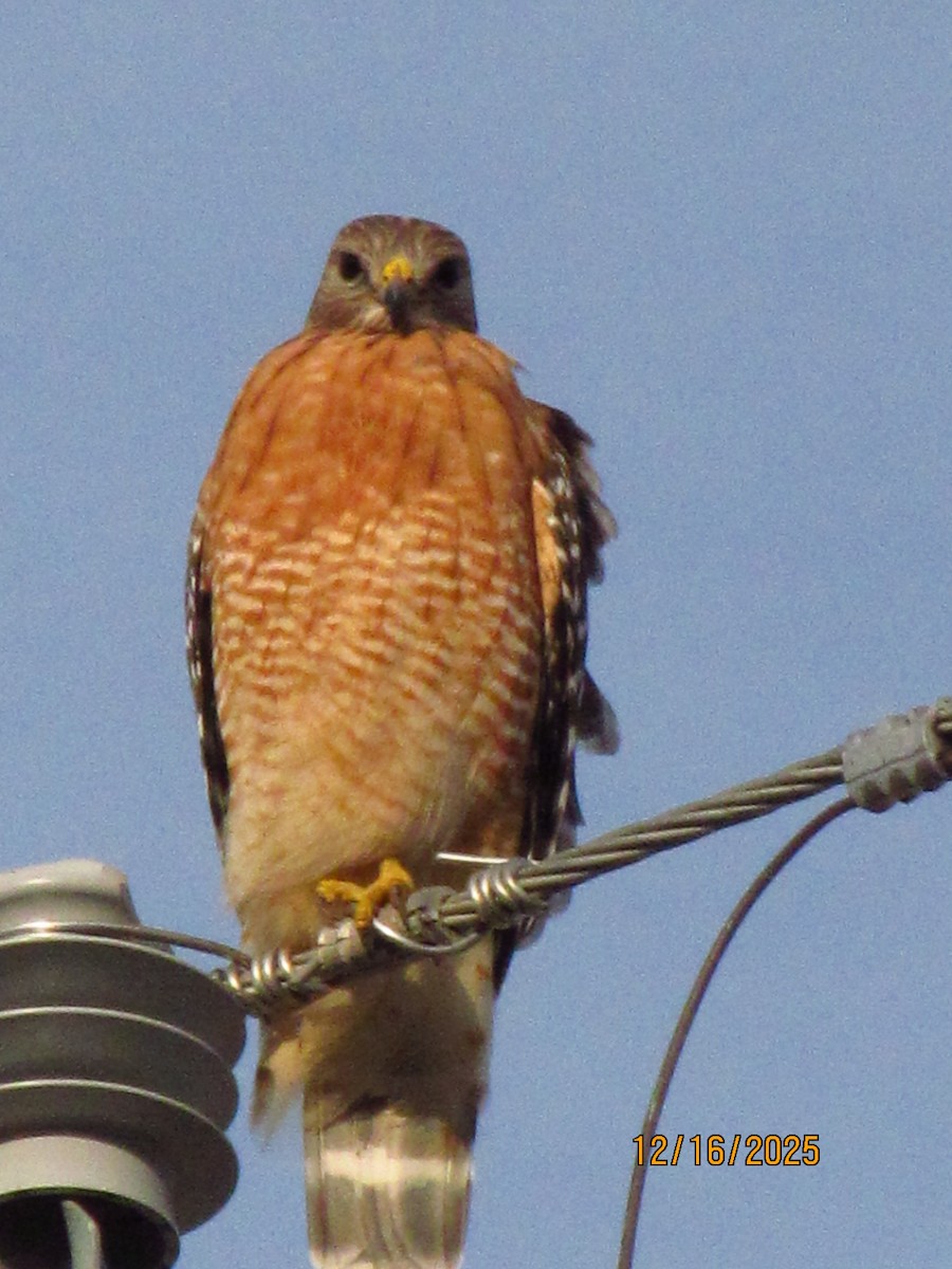 káně páskovaná - ML647060076