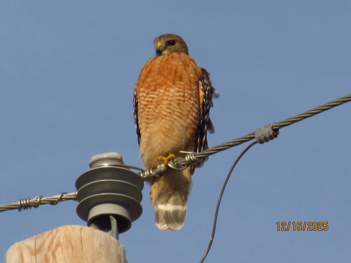 káně páskovaná - ML647060077