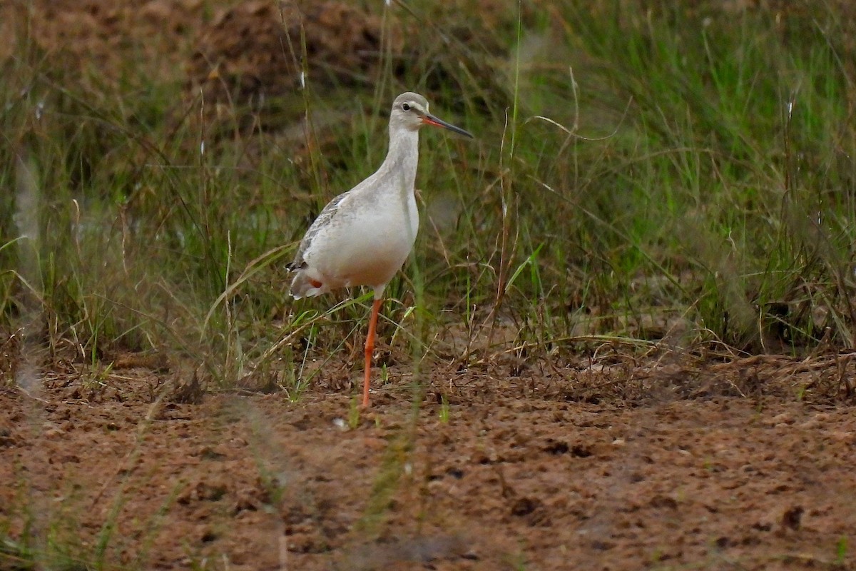 Spotted Redshank - ML647060085