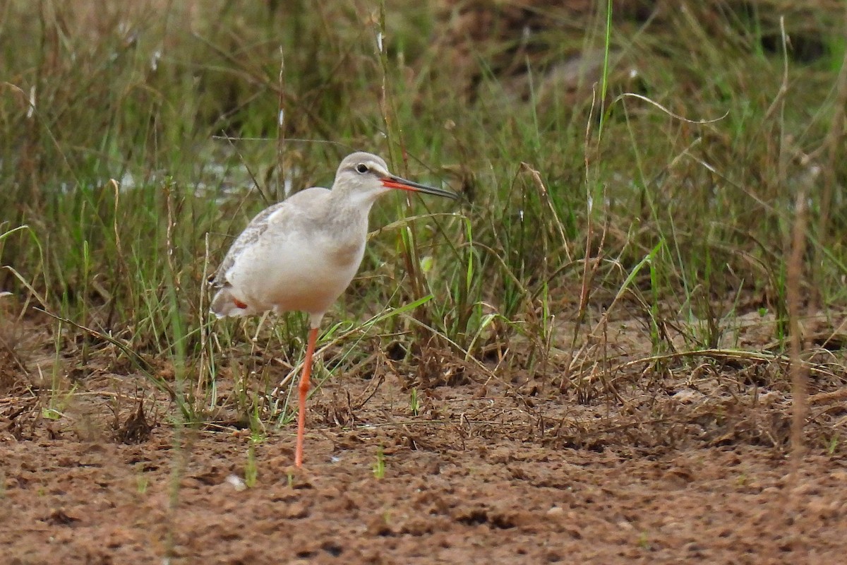 Spotted Redshank - ML647060086