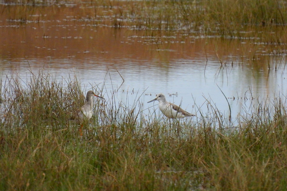Common Greenshank - ML647060087