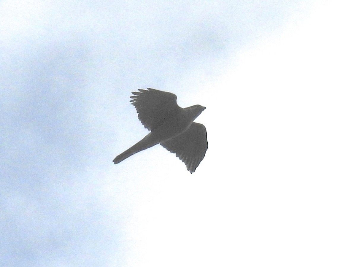 Aztore eurasiarra - ML647060095