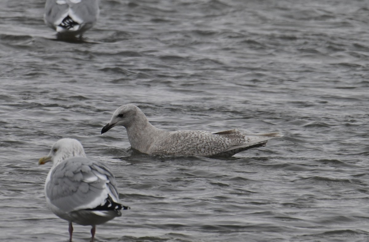 アイスランドカモメ - ML647060096