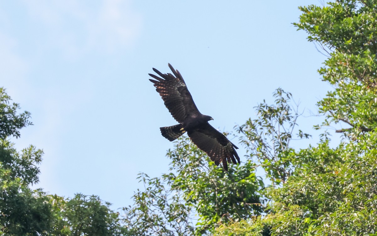 Black Eagle - ML647060097