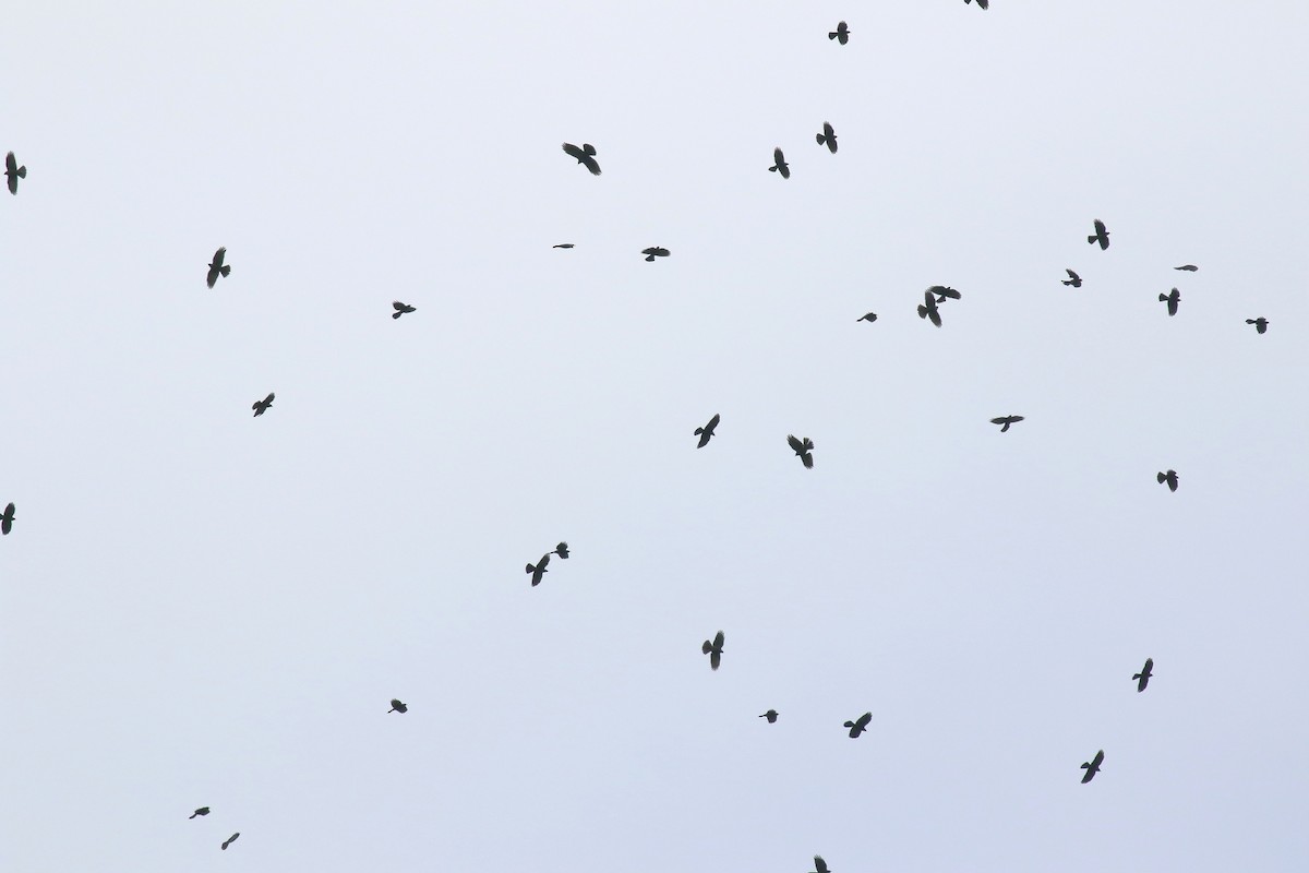 Yellow-billed Chough - ML647060100