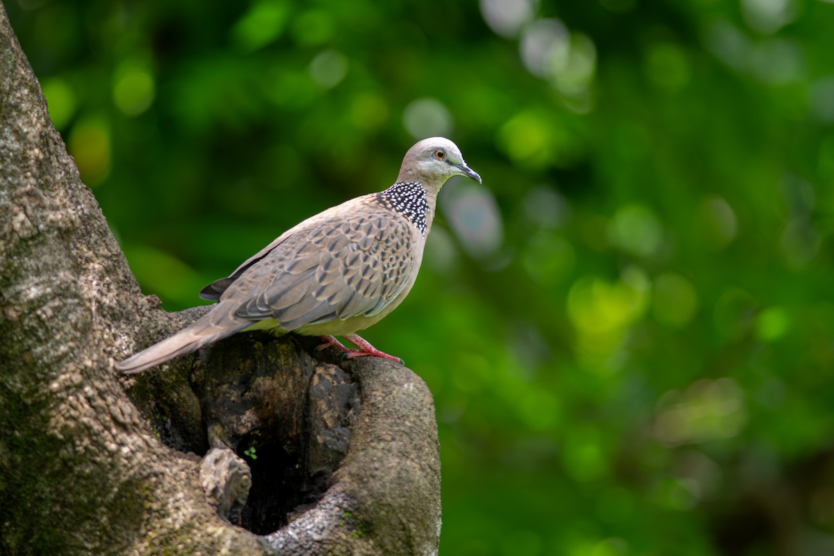 Spotted Dove - ML647060109