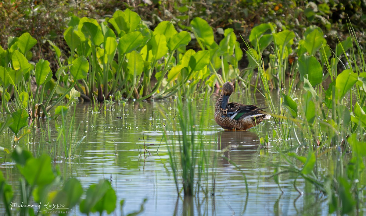 Northern Shoveler - ML647060113