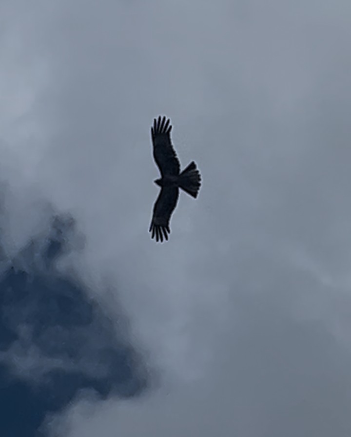 Milano Colicuadrado - ML647060116