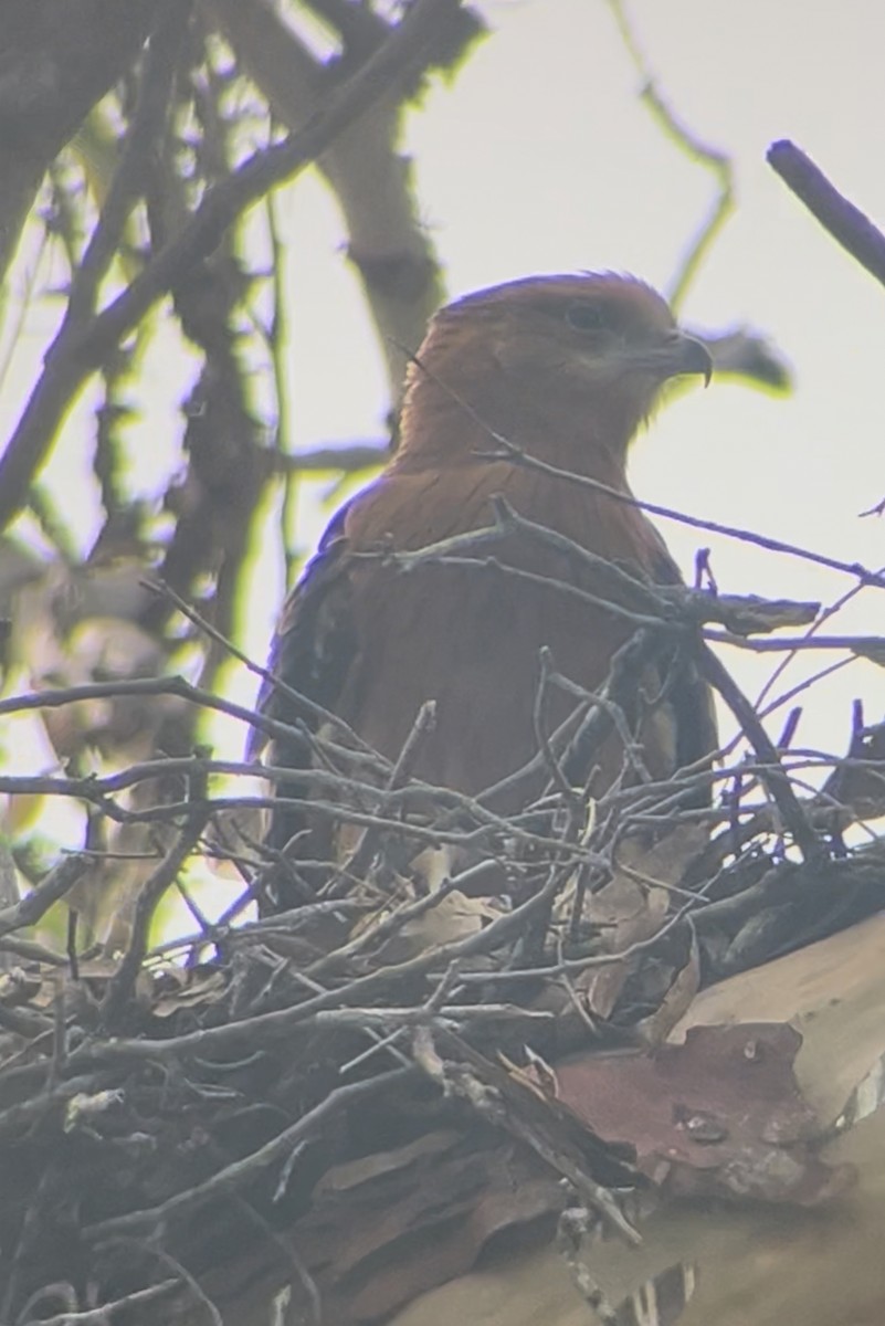 Milano Colicuadrado - ML647060117