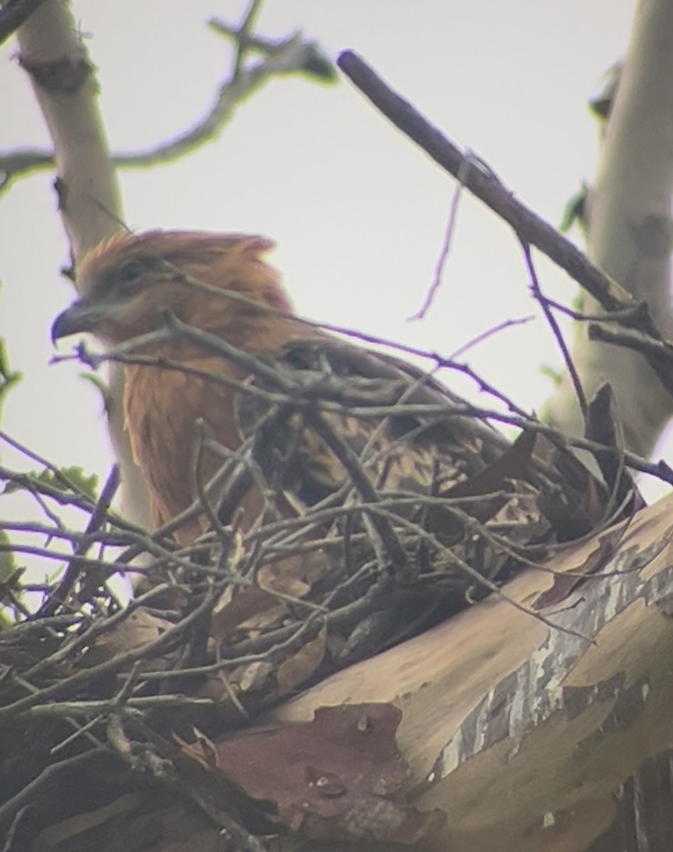 Milano Colicuadrado - ML647060118