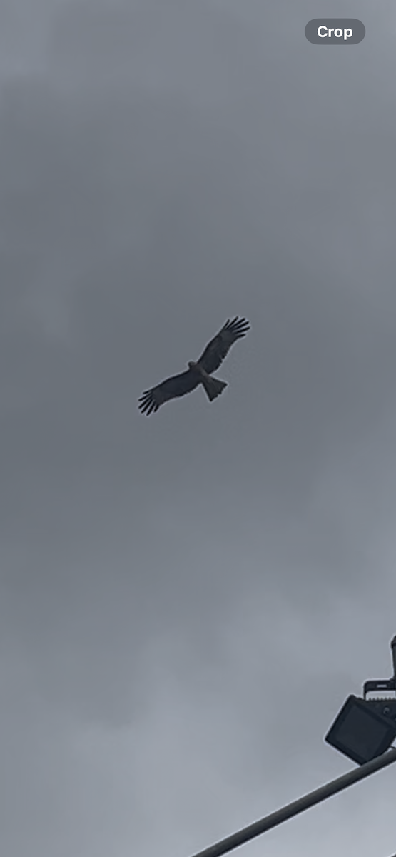 Milano Colicuadrado - ML647060119