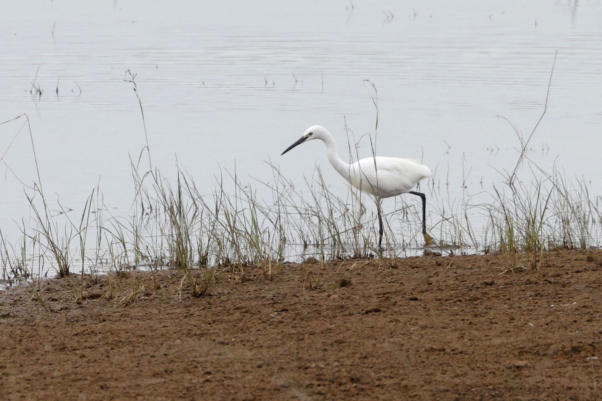 Little Egret - ML647060123