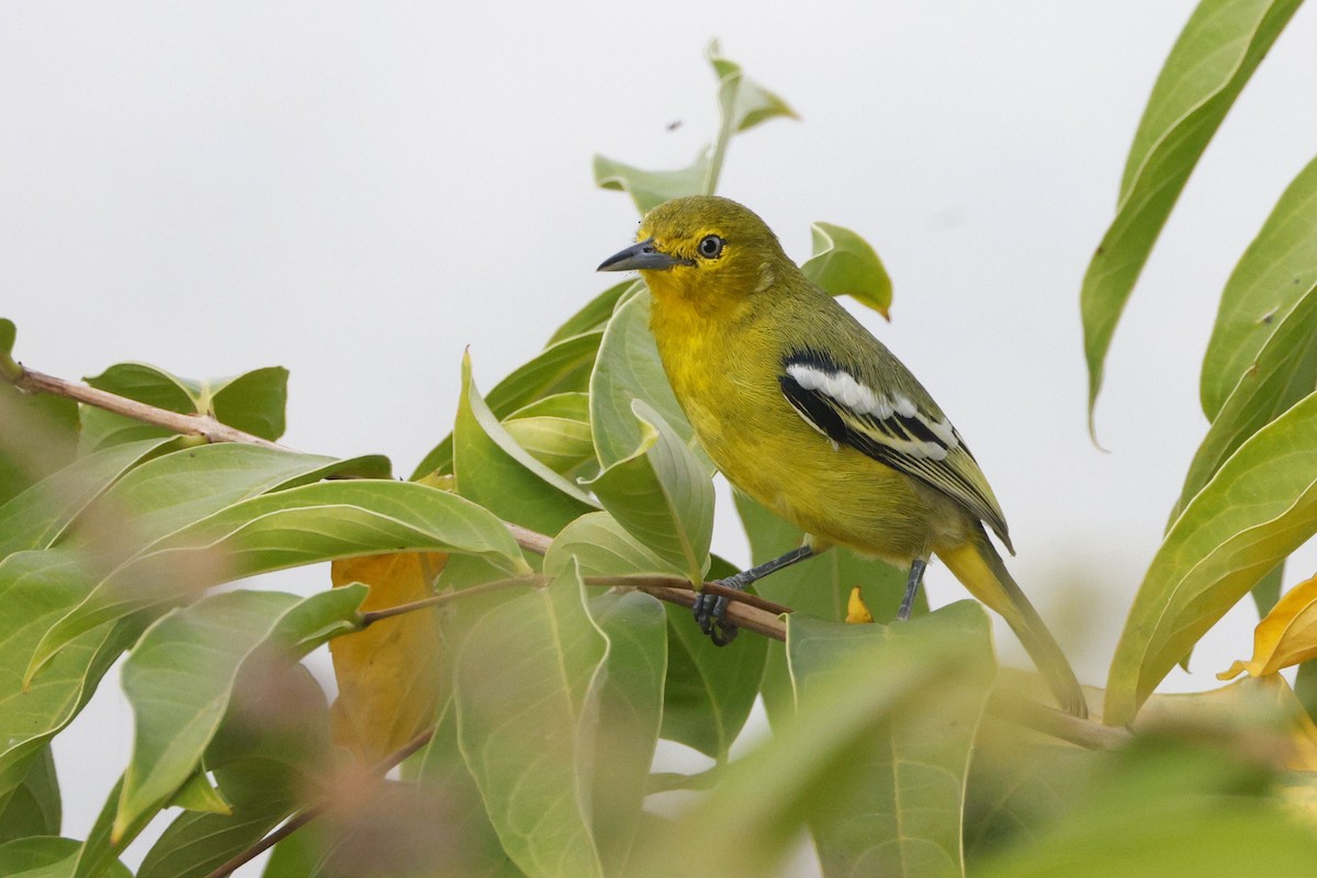 parkløvfugl - ML647060128