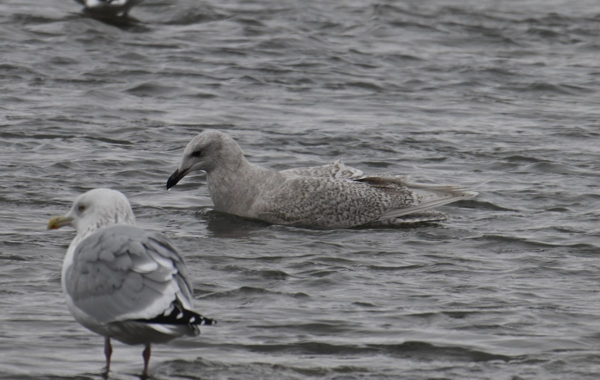 アイスランドカモメ - ML647060129