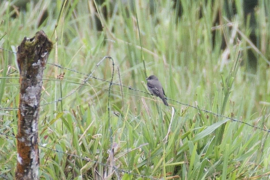Pioui de l'Ouest - ML647060134
