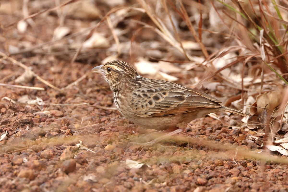 Indochinese Bushlark - ML647060142